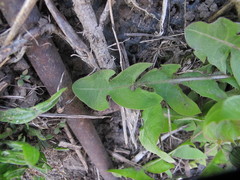 Taraxacum oblongatum