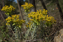 Euphorbia rigida