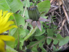 Taraxacum oblongatum