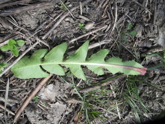 Taraxacum oblongatum