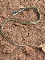 Psammophis