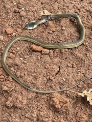 Psammophis