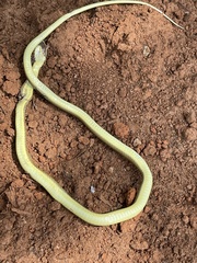 Psammophis