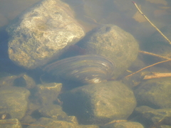 Pyganodon grandis
