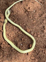 Psammophis