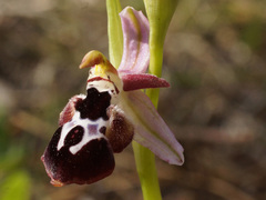 Ophrys reinholdii