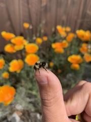Bombus melanopygus