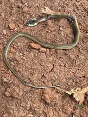 Psammophis