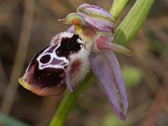 Ophrys reinholdii