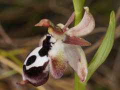 Ophrys reinholdii