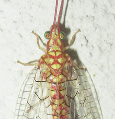Italochrysa