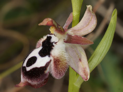 Ophrys reinholdii