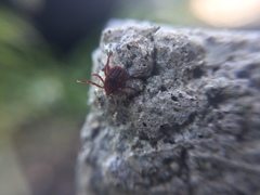 Rhipicephalus sanguineus