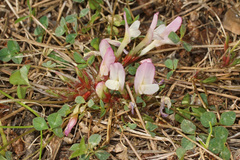 Trifolium uniflorum