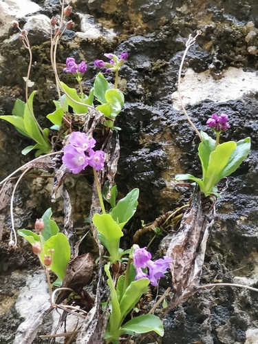 Primula carniolica (Primula carniolica)