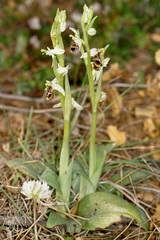 Ophrys fuciflora heterochila