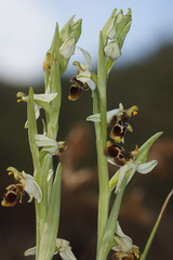 Ophrys fuciflora heterochila