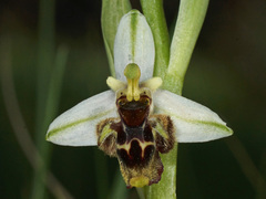 Ophrys fuciflora heterochila
