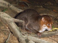 Prionailurus planiceps