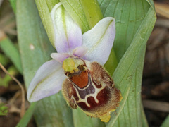 Ophrys fuciflora heterochila