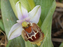 Ophrys fuciflora heterochila