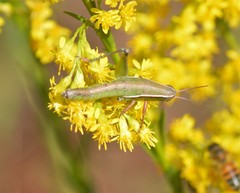 Aptenopedes sphenarioides