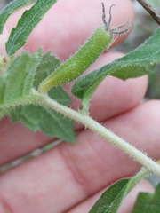 Mentzelia lindheimeri