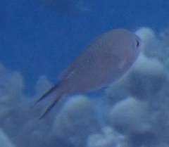 Chromis ternatensis
