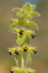 Sideritis lanata