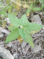 Mentzelia lindheimeri