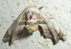 Eutelia callichroma