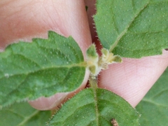 Mentzelia lindheimeri