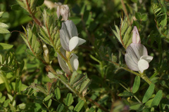 Vicia cuspidata