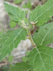 Mentzelia lindheimeri