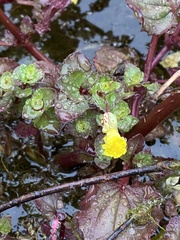 Erythranthe glabrata