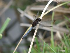 Erythrodiplax atroterminata