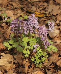 Corydalis solida