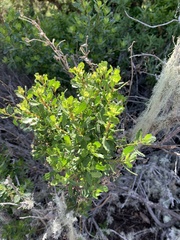 Baccharis