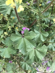 Malva sylvestris