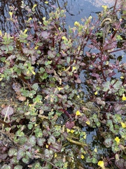 Erythranthe glabrata