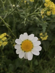 Anthemis arvensis