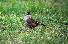 Cinclodes olrogi