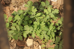Chelidonium majus