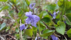 Viola × bavarica