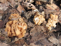 Gyromitra gigas
