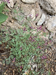 Fumaria officinalis officinalis