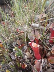 Heliamphora nutans