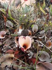 Heliamphora nutans