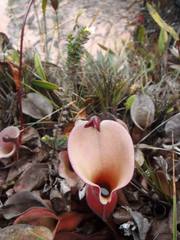 Heliamphora nutans