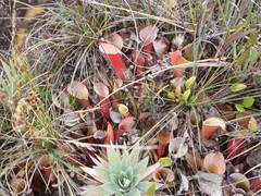 Heliamphora nutans